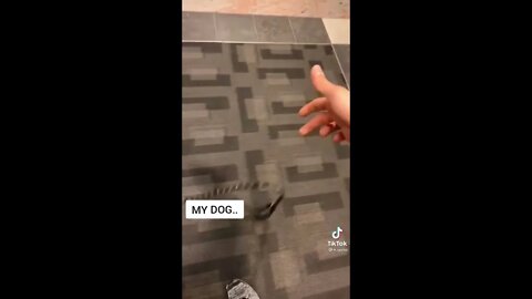 Other Dogs vs My Dog