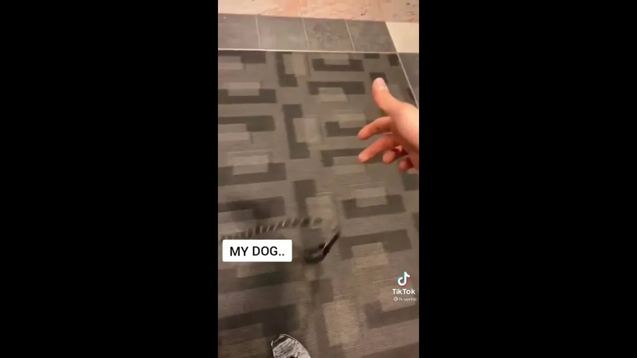 Other Dogs vs My Dog