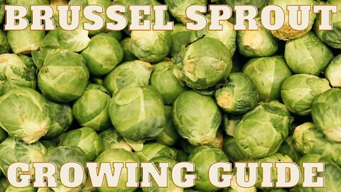 Brussels sprout growing guide