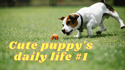 Cute puppy's daily life #1 No Copyright Videos - Footage Of Cute Puppies - Dog Lovers