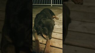Rottweiler Grooming 💖💛 #rottweiler #shorts