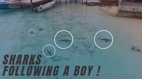sharks chase boy on the beach in the Bahamas