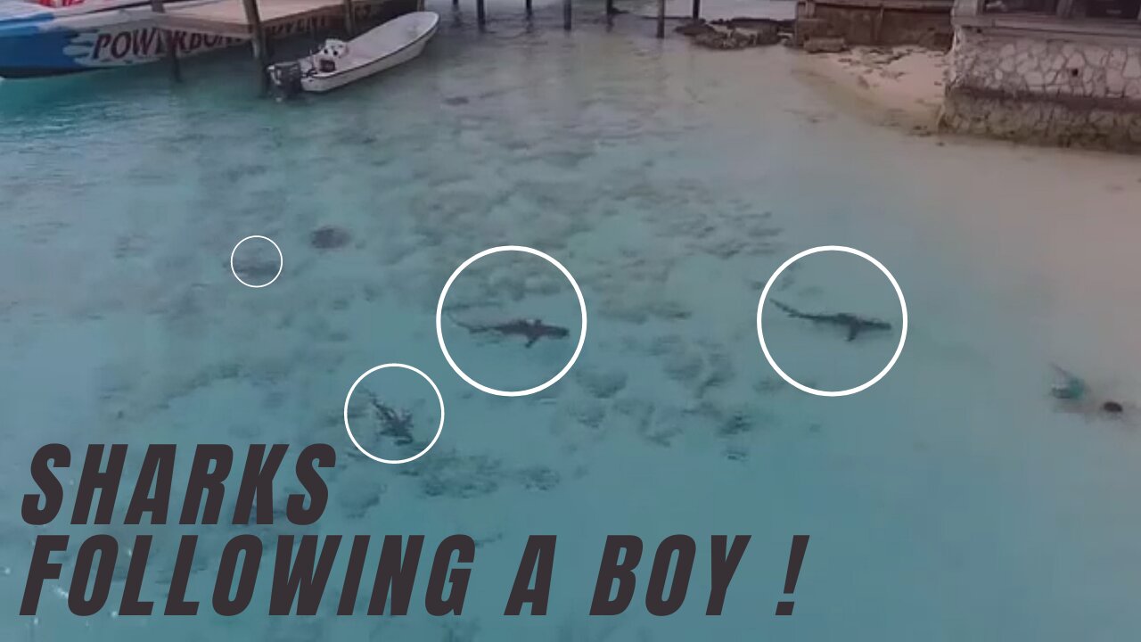 sharks chase boy on the beach in the Bahamas