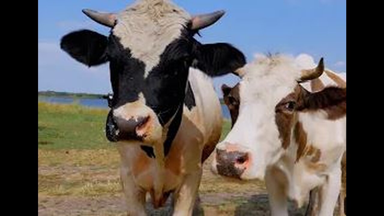 COW VIDEO 🐮🐄 COWS MOOING AND GRAZING IN A FIELD 🐄🐮