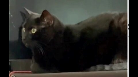 Adopting a Cat from a Shelter Vlog - Cute Precious Piper Relaxes During Her Lunch Break #shorts