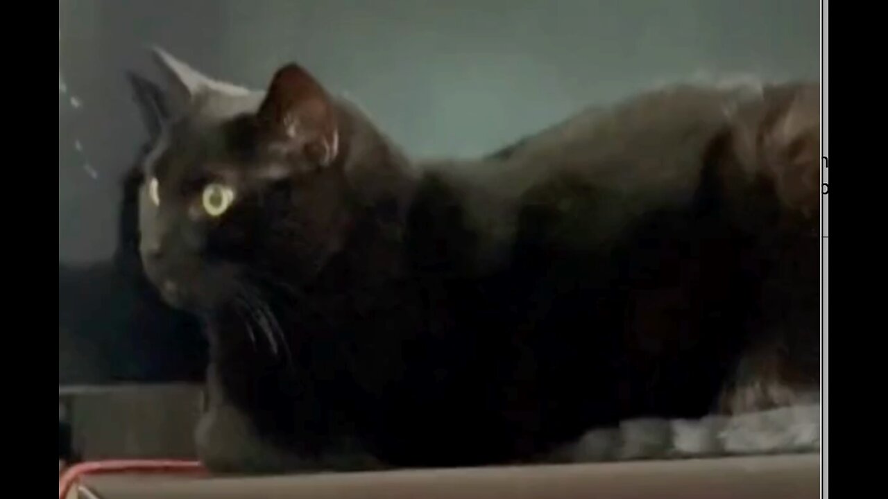 Adopting a Cat from a Shelter Vlog - Cute Precious Piper Relaxes During Her Lunch Break #shorts