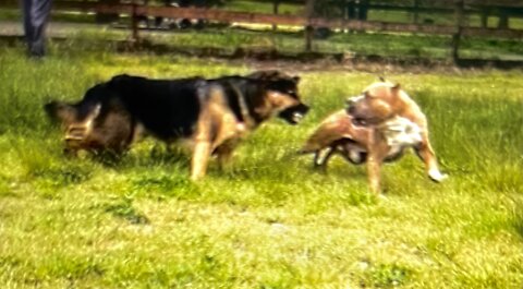 German Shepherd Intentionally Attacks Pitbull