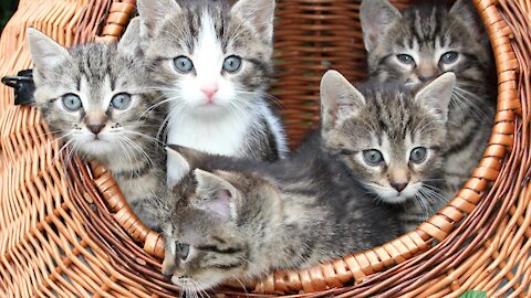 Cats- Basic beginner advice on how to train your cat.