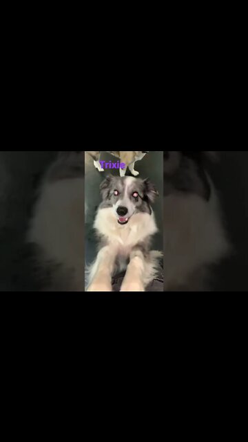 [Shorts 0093] TRIXIE [#dogs #doggos #doggies #puppies #dogdaycare]