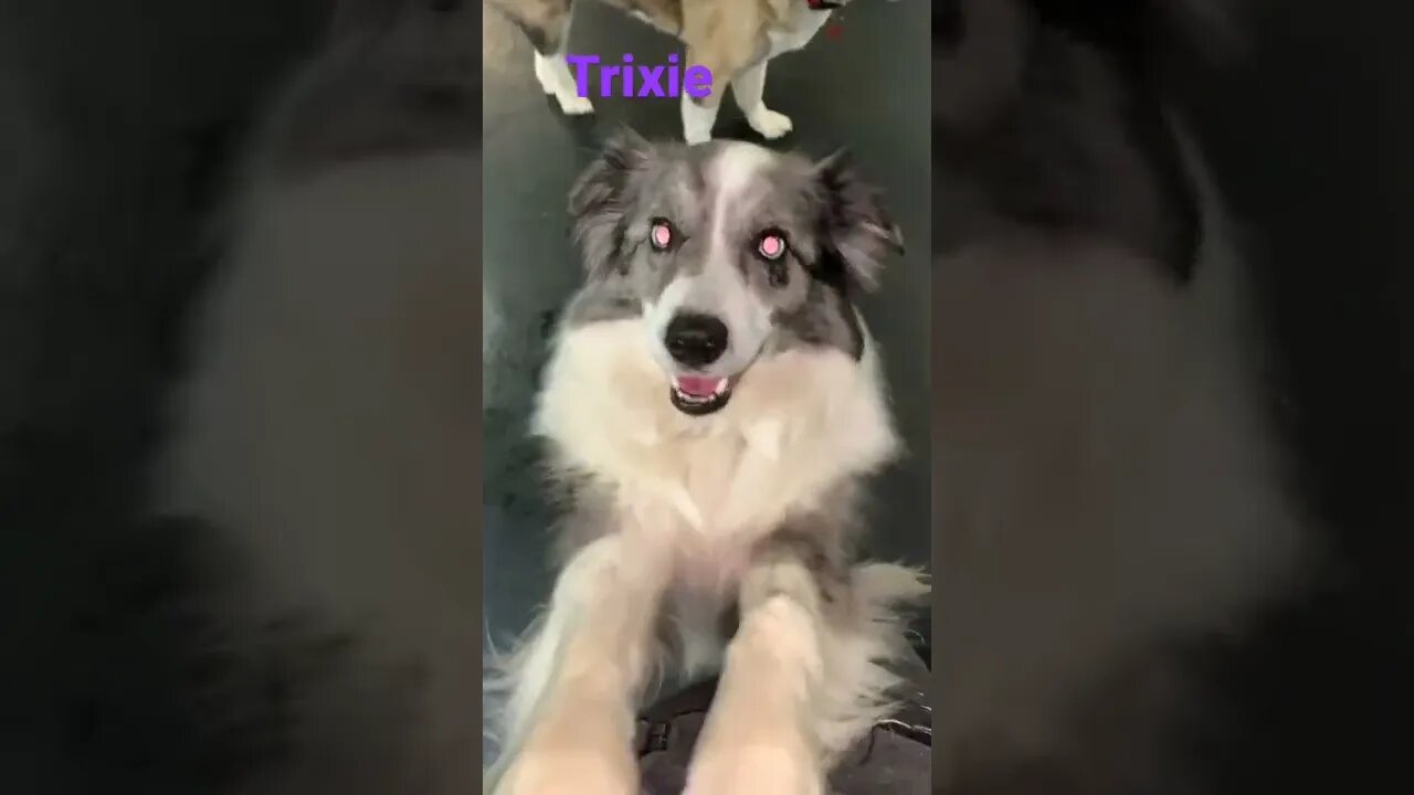 [Shorts 0093] TRIXIE [#dogs #doggos #doggies #puppies #dogdaycare]