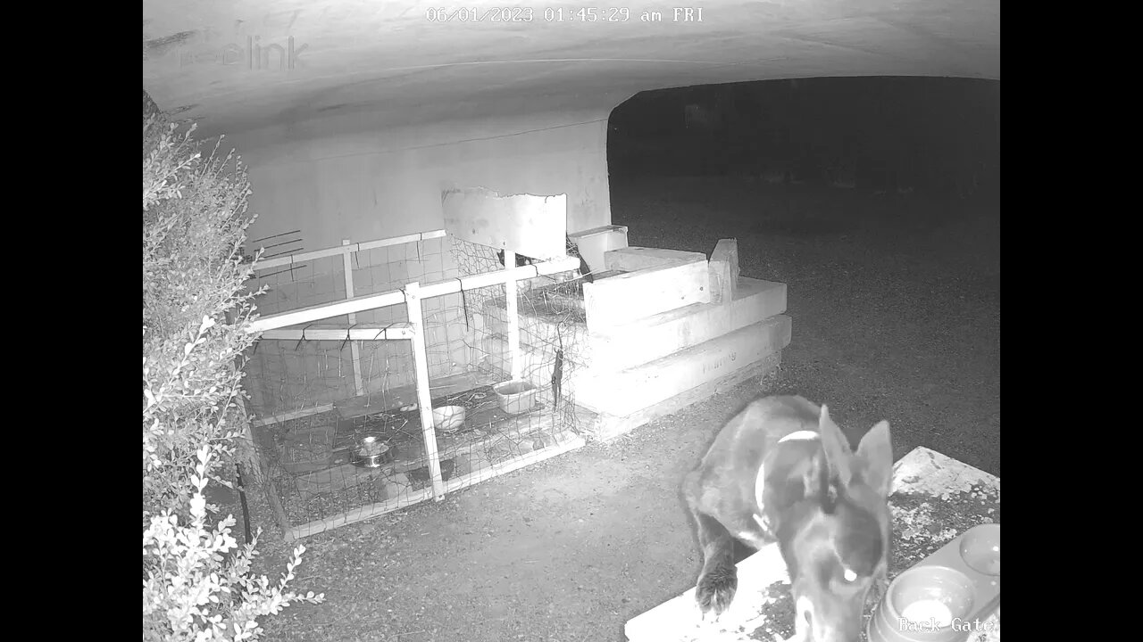 Workers dog escapes & tries to get into cage