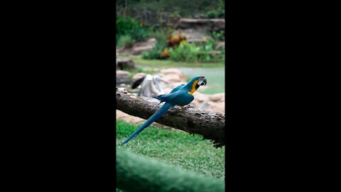 Beautiful bird danse by tree