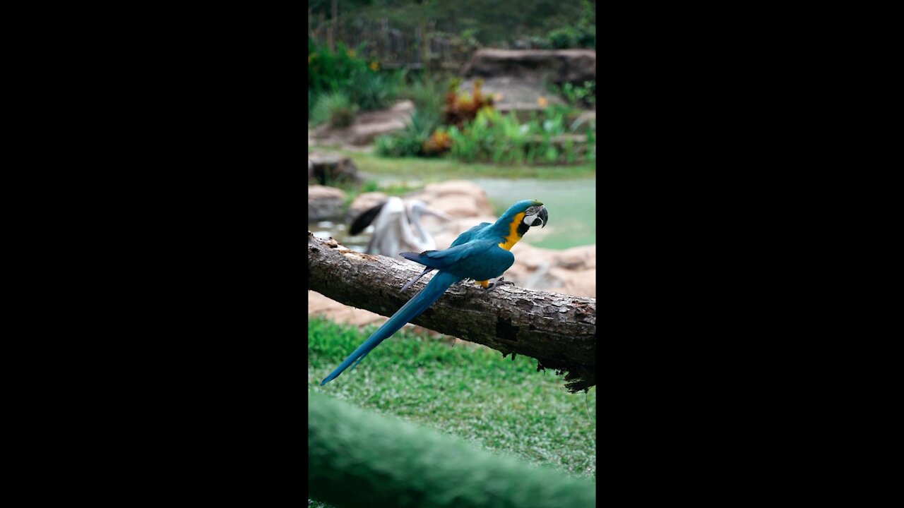 Beautiful bird danse by tree