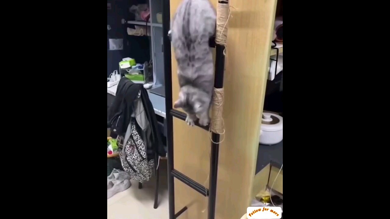 intelligent funniest cat 🤣 trending video