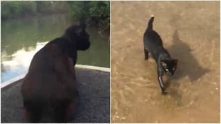 Ce chat adore faire du bateau et nager!