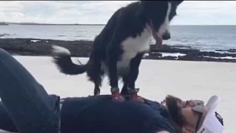 Wow! This dog knows how to give first aid!