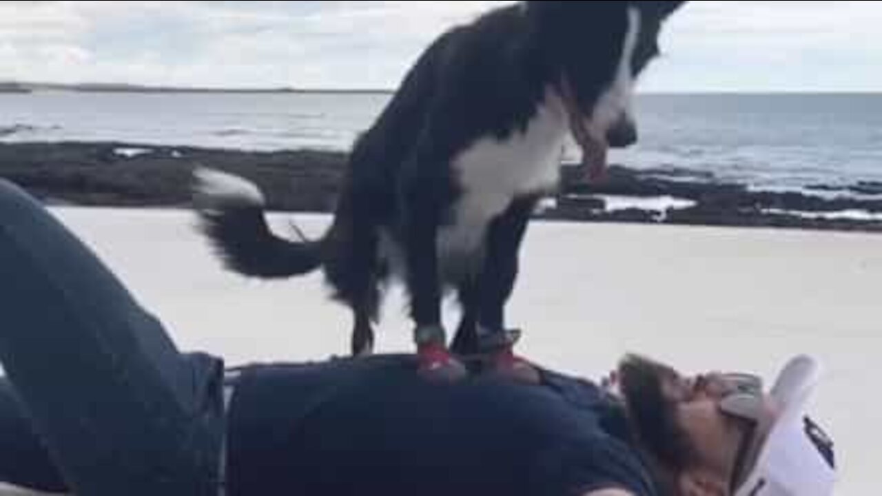Wow! This dog knows how to give first aid!