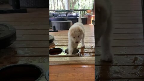 5 Week Old Puppy Playing In His Water Bowl 💦