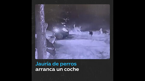 Una jauría de perros arranca un coche, provoca un accidente y huye del lugar