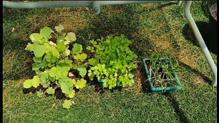 Finally, Broccoli and Kale planted.
