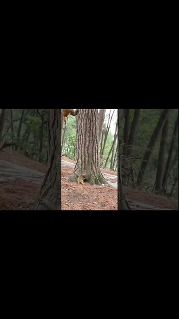 Most Amazing and trending video||relaxing your mind||trendig videos|| #shorts #trending #viral #live