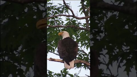 eagle in the tree