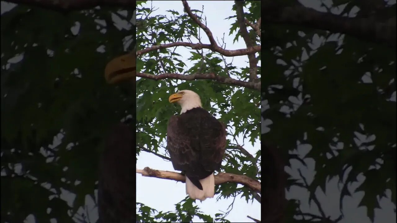 eagle in the tree