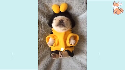 The best cute puppies 😍 Cute, funny and smart dogs