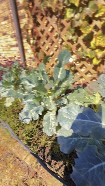 Grow broccoli with me