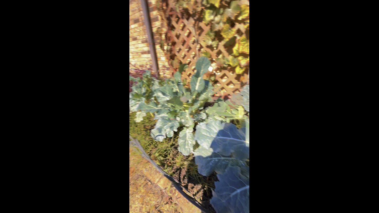 Grow broccoli with me