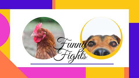 Funny Chicken VS Dog Fightz