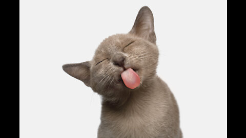 Sleeping cat sticks her tongue out of her mouth