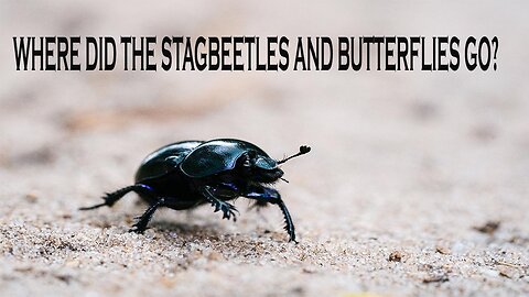 WHERE ARE THE STAG BEETLES AND BUTTERFLIES AND CATERPILLARS? READ ON 2 AUGUST 2024