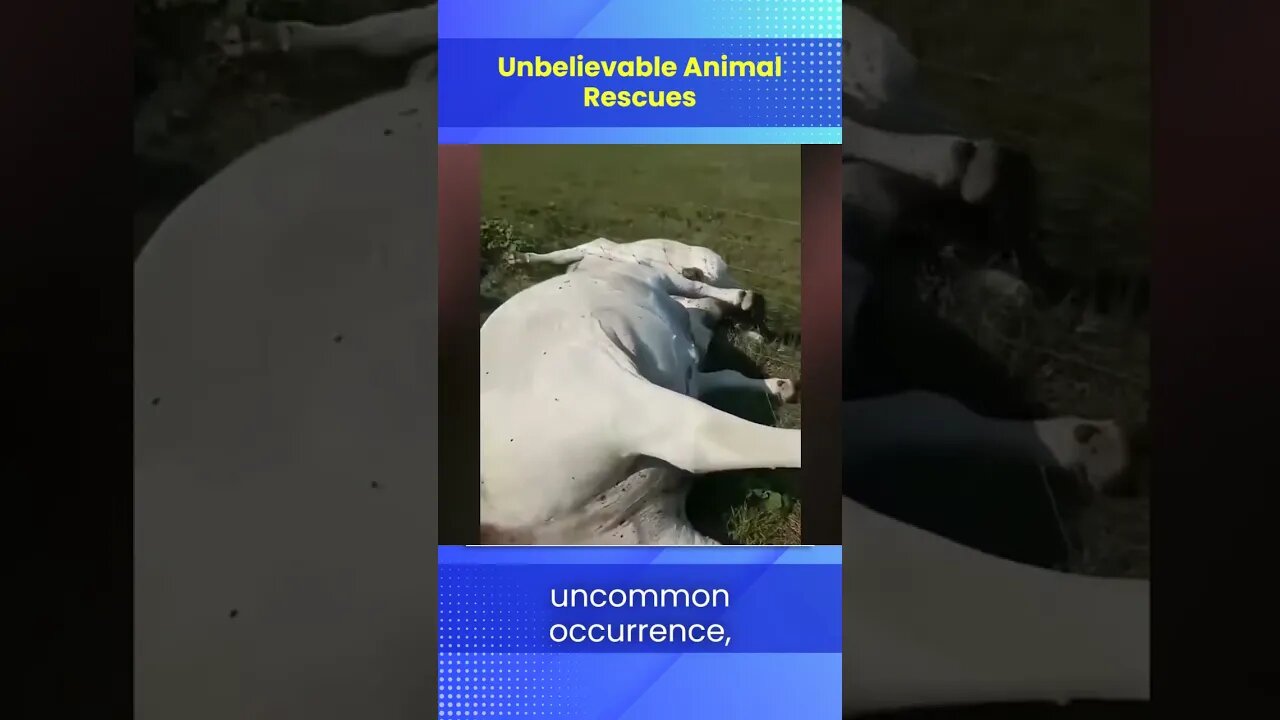 Unbelievable Animal Rescues !!
