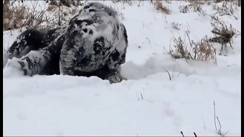Cute elephant calf and his family taking a snow bath