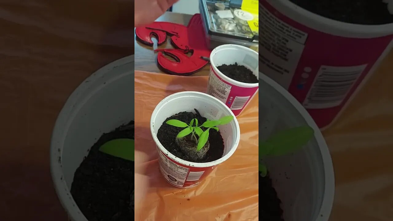 Flurishing Gardening : Jiffy peat moss pods and how to replant tomato seedlings