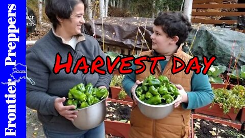 Harvest day