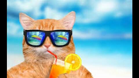 BETISIER animals - Funny CAT video to die of laughter - Funny CAT