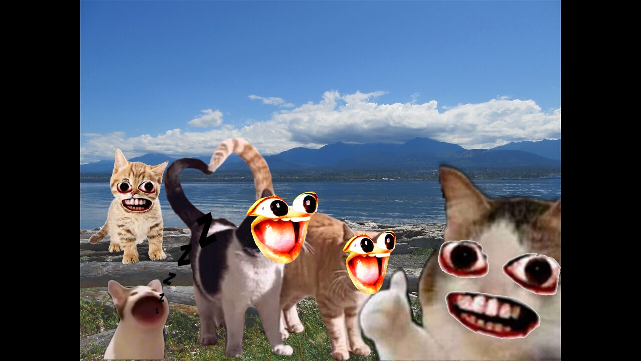Most funny cats 🤣🤣 have you enjoyed 🤣these funny cats #3 compilation