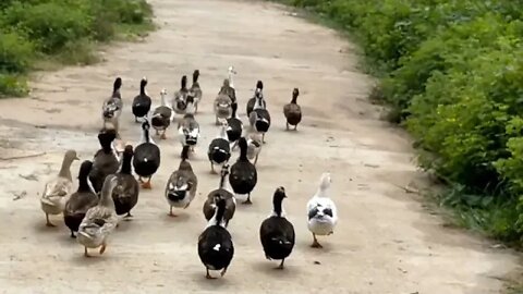 Massanjore duck of India@Mithun Utpal Banerjee vlogs
