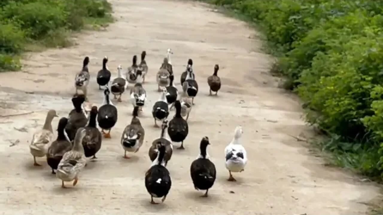 Massanjore duck of India@Mithun Utpal Banerjee vlogs