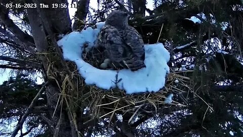 Ellie's Break, Egg Peek, and Return 🥚🥚🥚 03/16/23 19:56