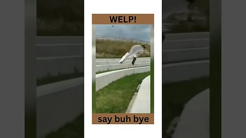 It was at this moment he knew....lol funny animal videos #shorts