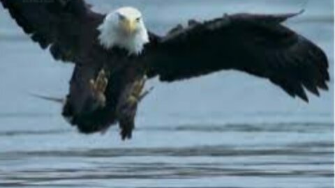 Eagle hunting fish WITH HIS CLAWS