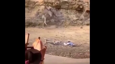 Kangaroo 🦘 Fight #UbertainmentFun #Shorts #ytshorts #Dogs #Animals #Fun