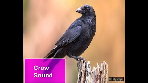 Crow Sound
