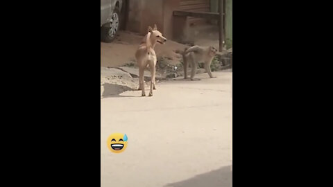 super funny animal video that will make you laugh out loud. Keep laughing. Do share & subscribe