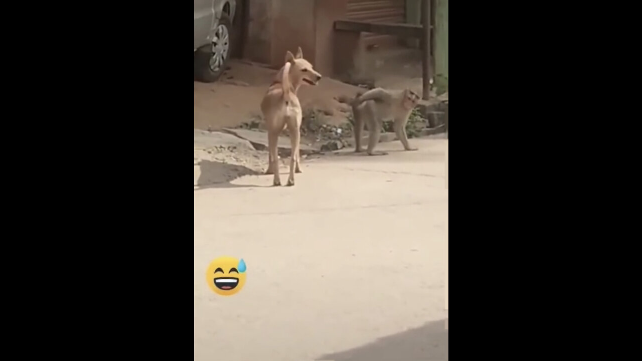 super funny animal video that will make you laugh out loud. Keep laughing. Do share & subscribe
