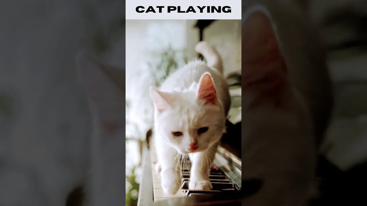 🐈Cat playing🐈Piano 2022🐈#shorts #cat