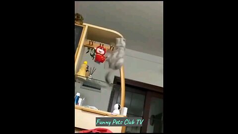 funny animals video 2024
